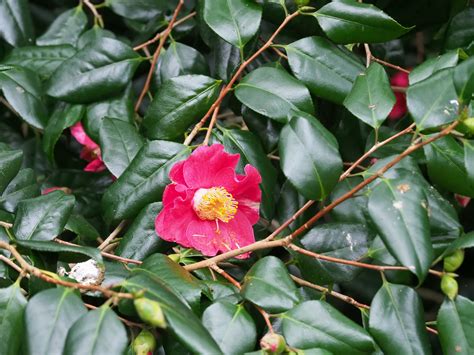 Mysterious curse camellia japonica